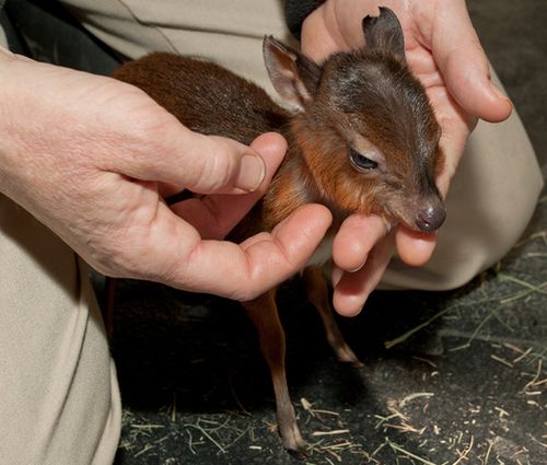 tiny-antelope-1 Royal Antelope Calf