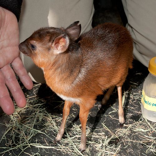 tiny-antelope-2 Royal Antelope Calf