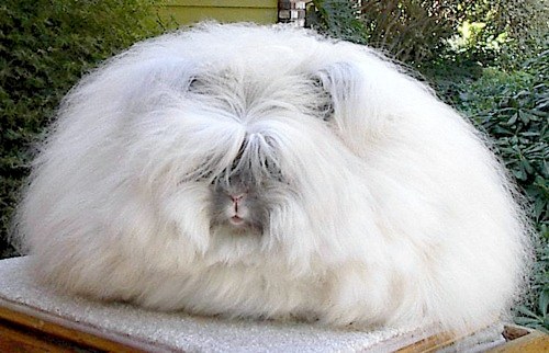 angora dwarf rabbit