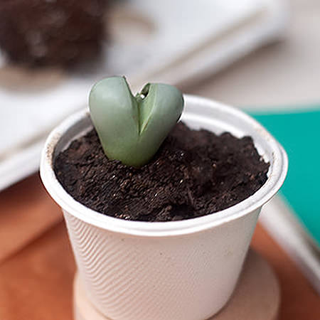 Super Succulents Your Kids Can Grow | Handmade Charlotte