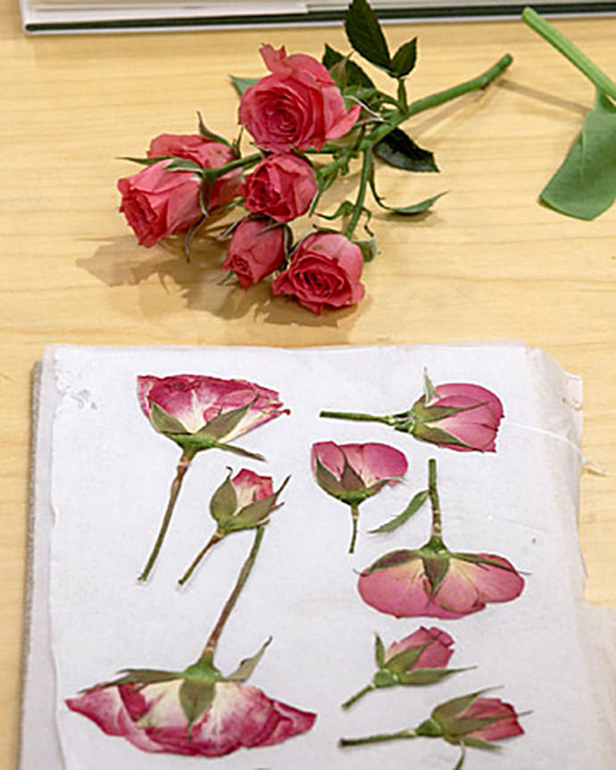 Mari_Flowers_Pressed
