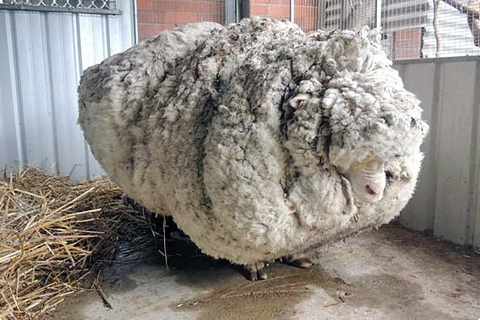 Lost merino sheep returns home wearing 89 pounds of wool
