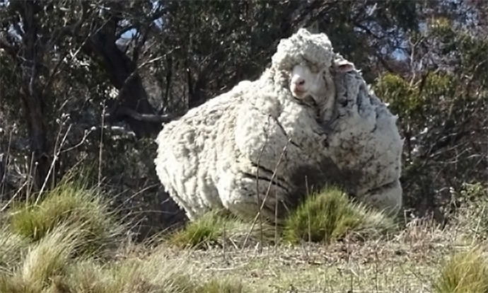 Lost merino sheep returns home wearing 89 pounds of wool