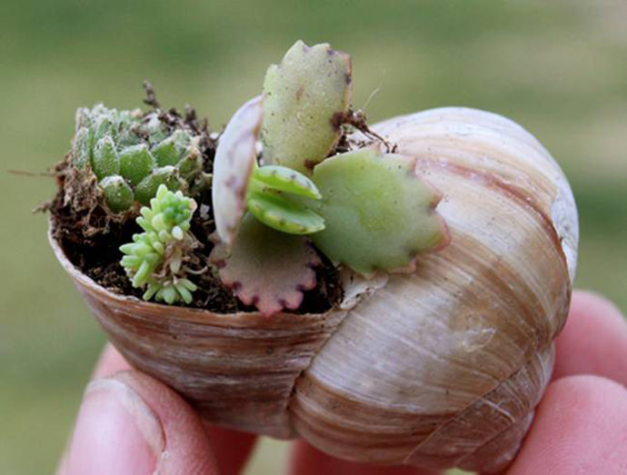Snail Shell Garden, tutorial via TreeHugger